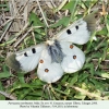 parnassius nordmanni ex ovo male1